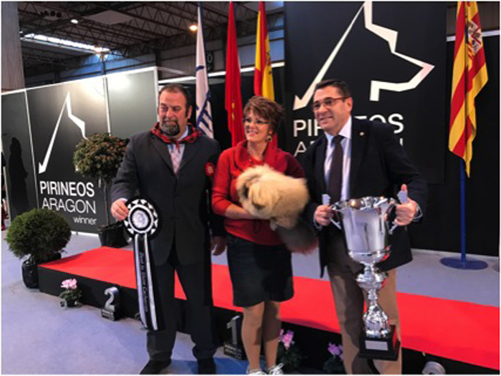 Un Chow Chow gana el premio Pirineos Aragón Winner 2017