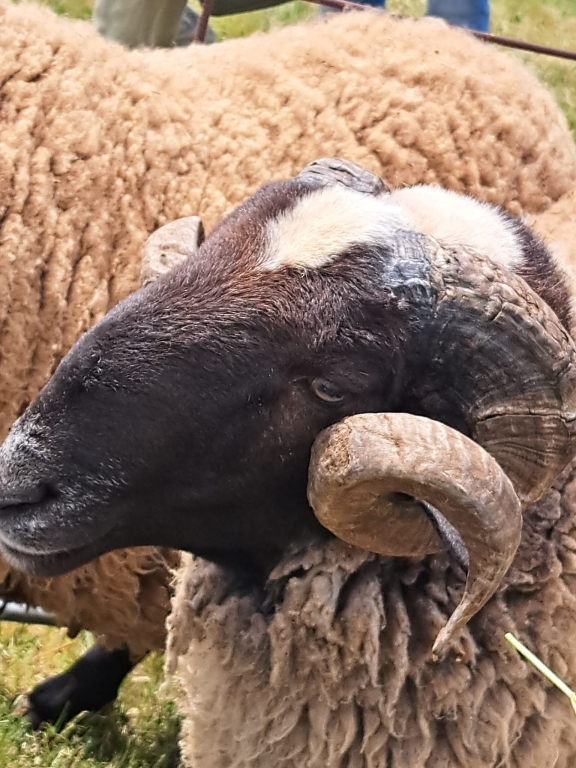 Los veterinarios de Zamora patrocinaron un premio en Concurso Morfol&oacute;gico de Sementales de Raza Castellana de Carbajales de Alba