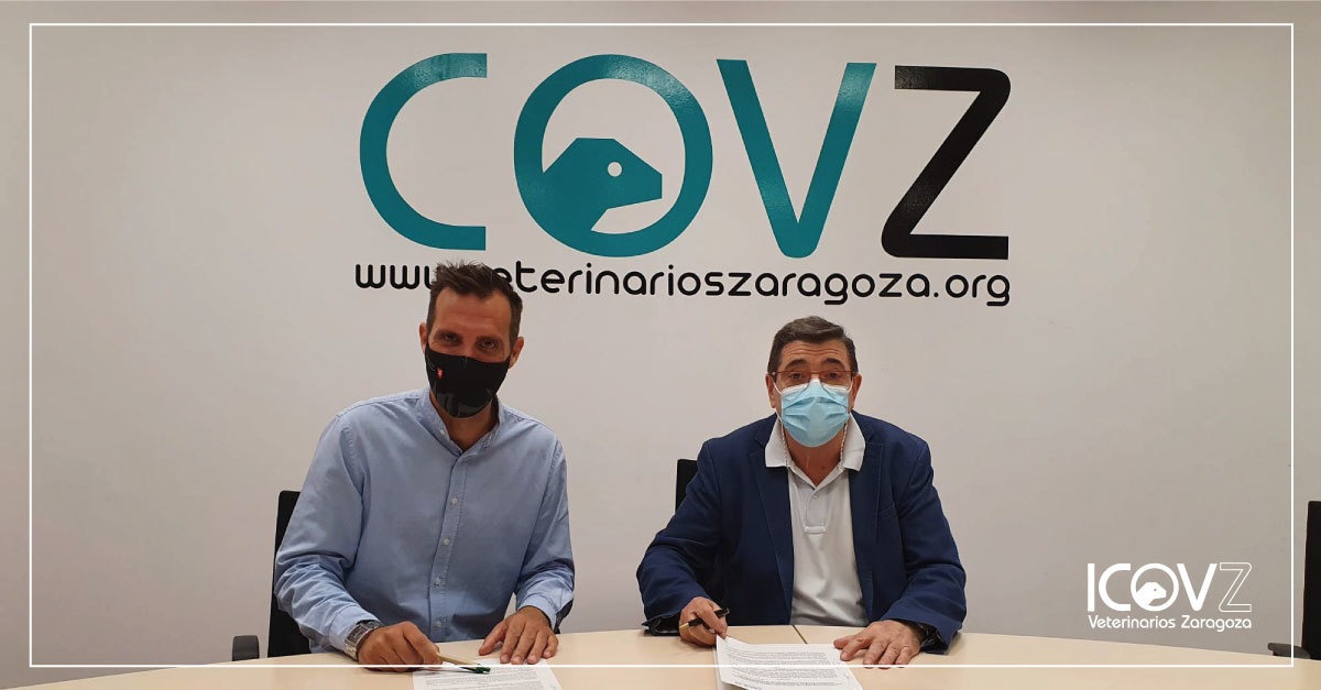 Zaragoza acelerará la esterilización de animales de las colonias felinas gracias al acuerdo entre el Consistorio y los veterinarios