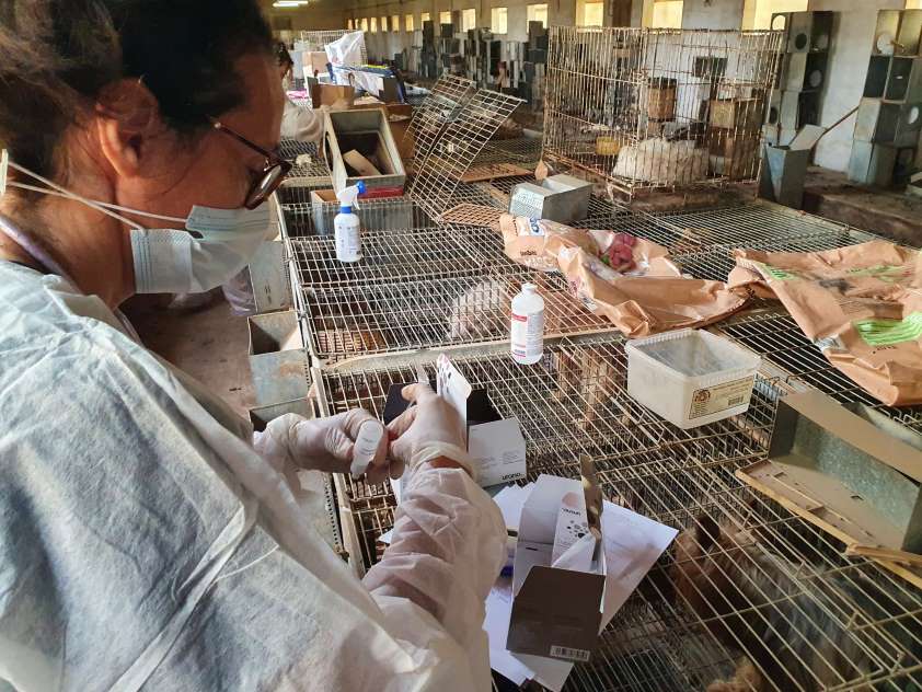 Veterinarios colegiados de Zaragoza intervienen para poner a salvo a los perros hallados en un estado deplorable en un criadero ilegal
