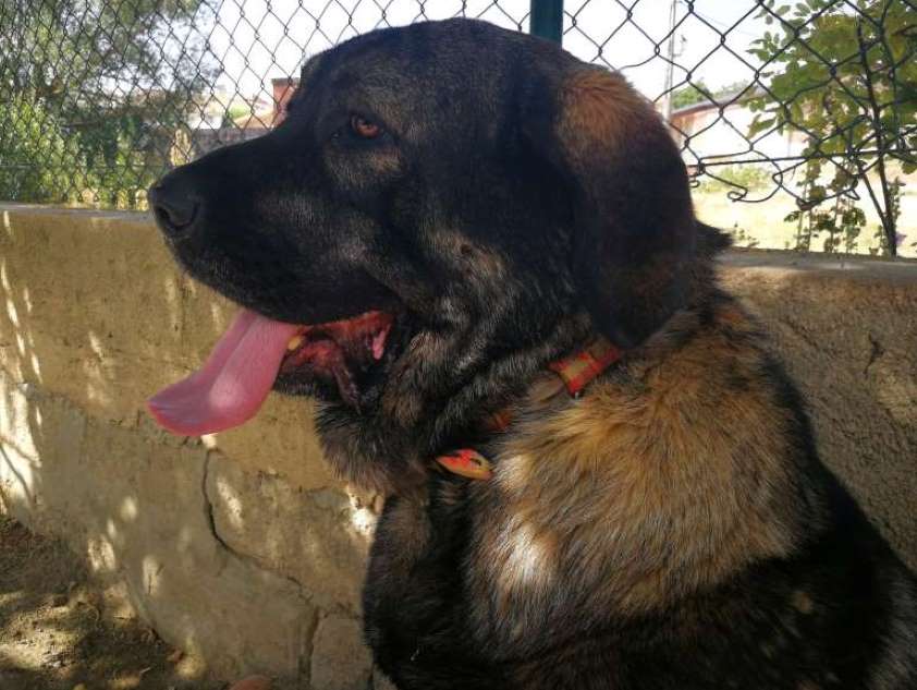 El Colegio de Sevilla y el Ayuntamiento de Guillena renuevan el convenio para la identificación de animales