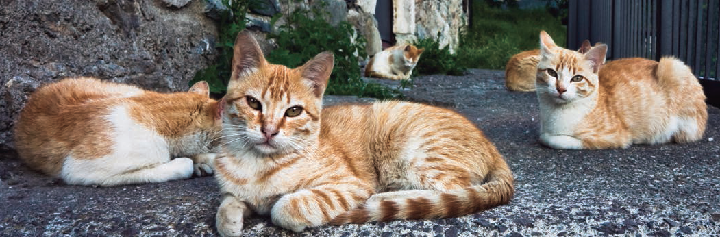 Dinámicas de una colonia felina