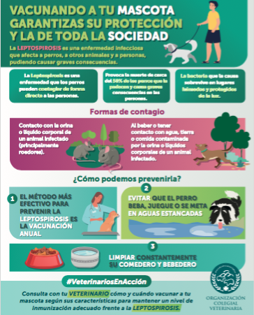 VACUNA A TU MASCOTA PARA PREVENIR LA LEPTOSPIROSIS