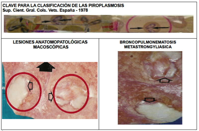 El poder vectorial parasitario de las viriasis de interés actual gripales y del Ébola destacando su etiopatogenia zoonótica